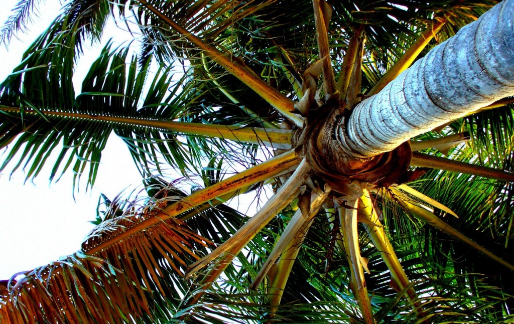 Palmtree - Key West